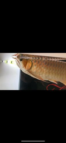 金龍魚張嘴是什么原因呢圖片
