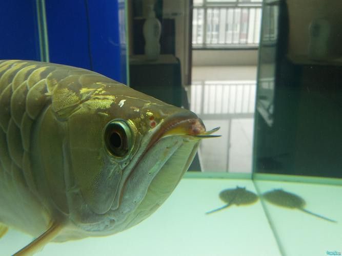 金龍魚張嘴是什么原因呢圖片