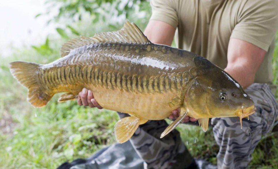 金龍魚張嘴是什么原因呢圖片