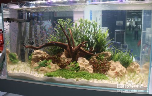 格美龍魚缸燈（如何維護格美龍魚缸燈的發色效果）
