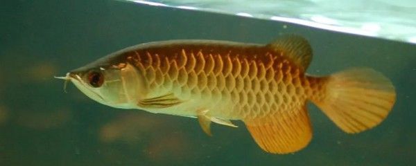 龍魚養幾條最招財：如何通過養龍魚來招財旺運