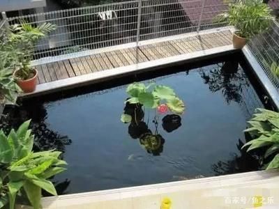如何在魚池中養龍魚的詳細信息：魚池里也可以養龍魚：關于養龍魚的詳細信息