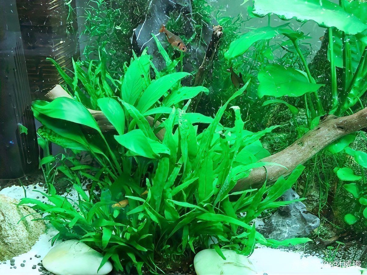 龍魚(yú)晚上需要開(kāi)燈嗎？