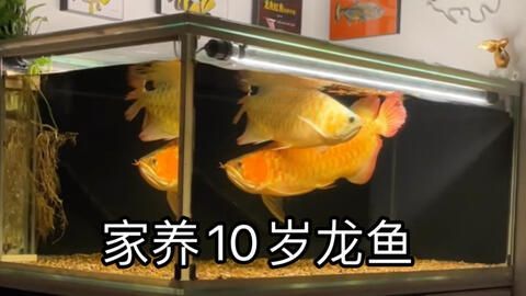 紅龍魚公魚漂亮還是母魚漂亮呢，如何辨別紅龍魚性別 紅龍魚公魚漂亮還是母魚漂亮呢，如何辨別紅龍魚性別 龍魚百科 第4張