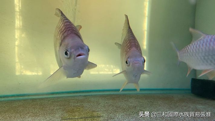 檸檬鯽（檸檬鯽在水族市場上有一定的需求，在高端水族市場上有一定的需求）