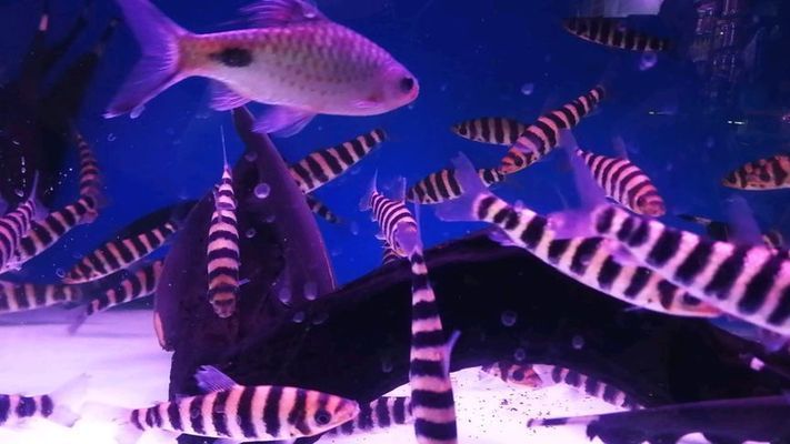 檸檬鯽（檸檬鯽在水族市場上有一定的需求，在高端水族市場上有一定的需求）