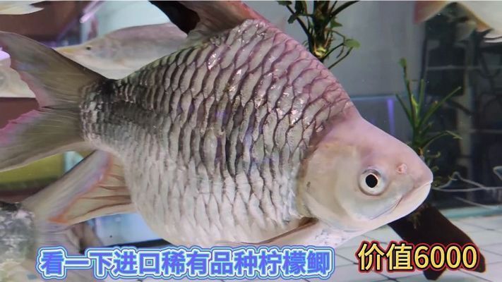 檸檬鯽（檸檬鯽在水族市場上有一定的需求，在高端水族市場上有一定的需求）