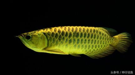 紅龍魚黃燈和白燈區別在哪：紅龍魚黃燈和白燈區別在哪紅龍魚黃燈和白燈區別在哪
