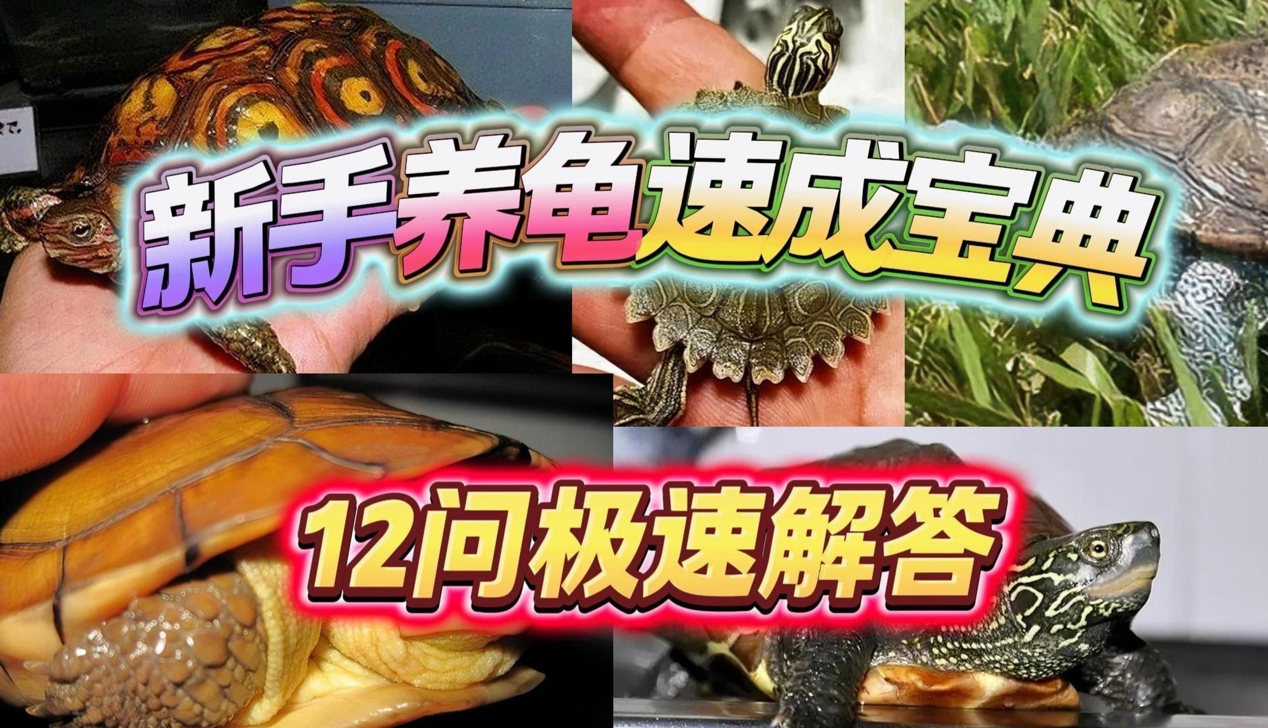 如何清潔和保養龍龜？