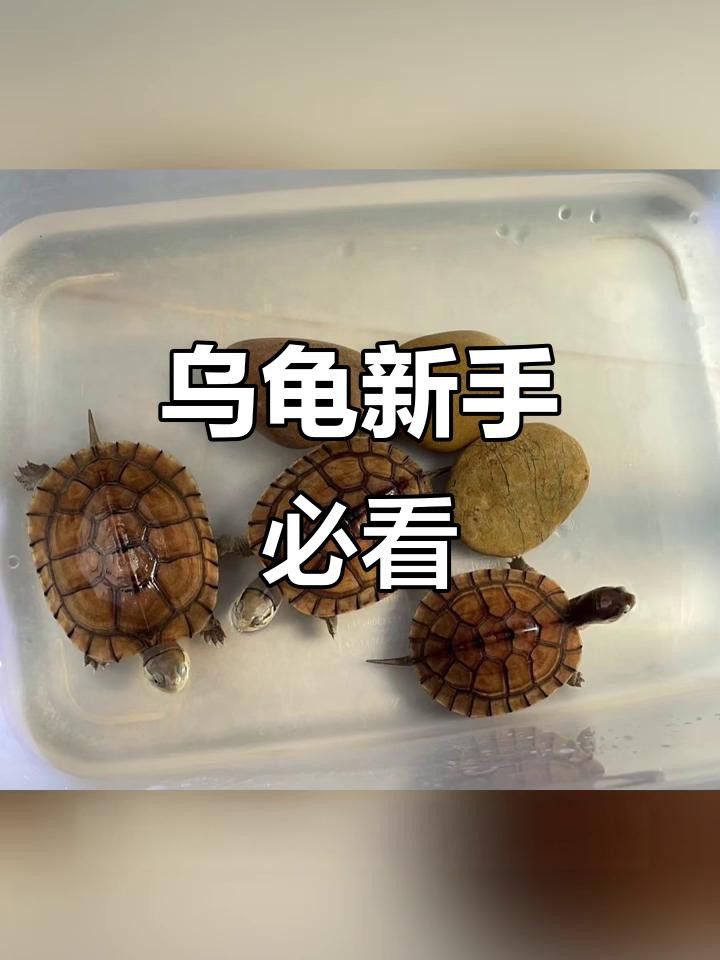 如何清潔和保養龍龜？