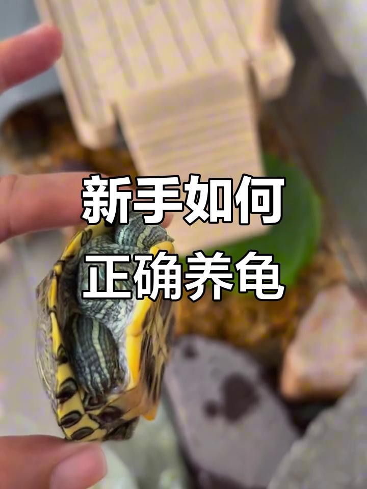 如何清潔和保養龍龜？