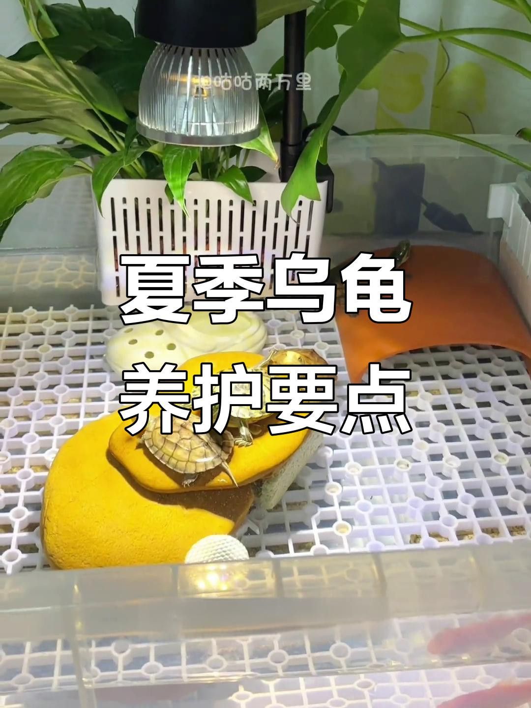如何清潔和保養龍龜？
