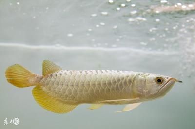 鑒別金龍魚(yú)的品質(zhì)需要綜合考慮多個(gè)方面的因素，金龍魚(yú)怎么辨別好壞的：如何區(qū)分金龍魚(yú)的品質(zhì)