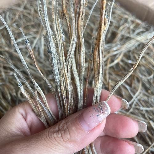 小海龍魚圖片