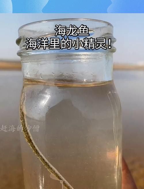 小海龍魚圖片