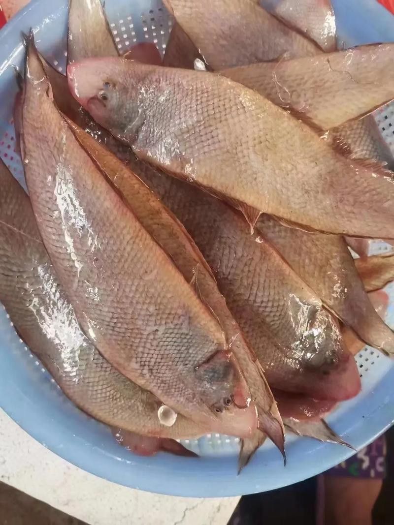 小海龍魚圖片