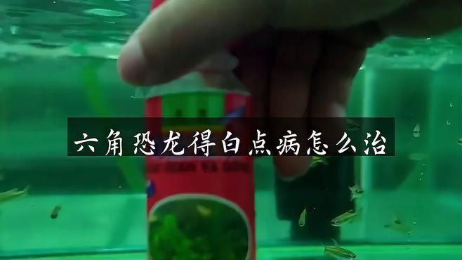 六角龍魚有哪些常見疾病