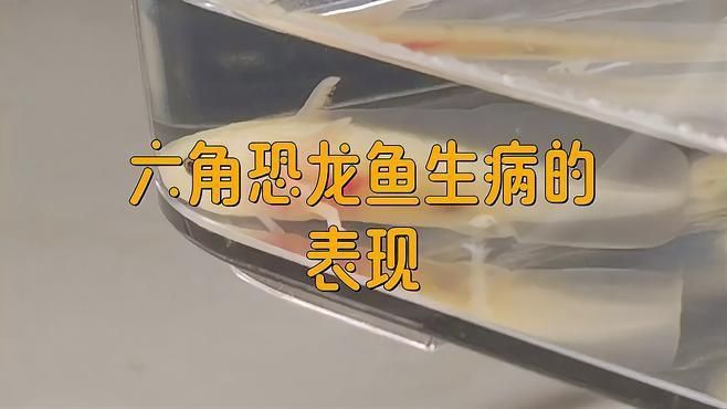 六角龍魚有哪些常見疾病