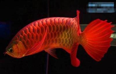 紅龍魚是什么魚和什么魚孵化出來的（紅龍魚是什么魚啊？）