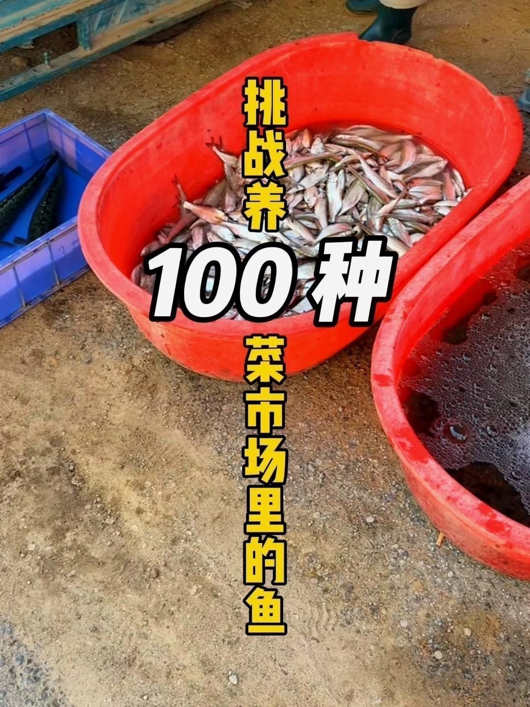如何區分黑魚和鱸魚？