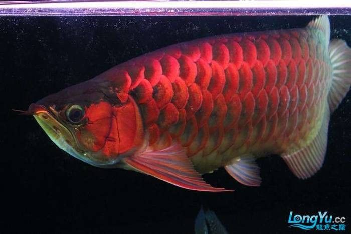 紅龍魚純種和雜交有什么區別？