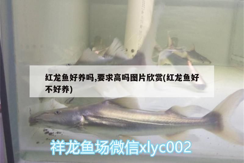 紅龍魚好養嗎,要求高嗎圖片欣賞(紅龍魚好不好養)