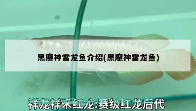 黑魔神雷龍魚有幾個品種（黑魔神雷龍魚的主要品種及其特點黑魔神雷龍魚的飼養技巧）