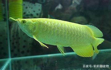龍魚養(yǎng)幾天:龍魚生長速度與飼養(yǎng)條件關(guān)系 龍魚百科 第2張 龍魚養(yǎng)幾天:龍魚生長速度與飼養(yǎng)條件關(guān)系 龍魚養(yǎng)幾天:龍魚生長速度與飼養(yǎng)條件關(guān)系 龍魚百科 第2張
