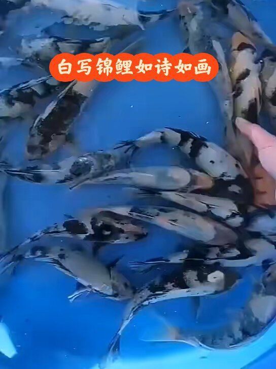 錦鯉白寫圖片