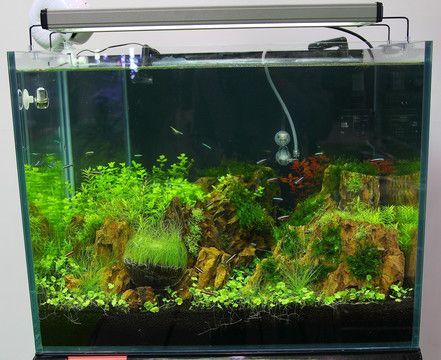 金龍魚缸造景設計：金龍魚缸的造景設計