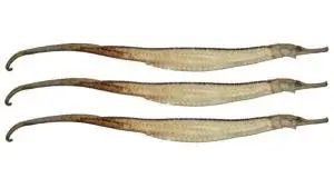 海龍魚又叫什么名字 海龍魚又叫什么名字 龍魚百科 第2張