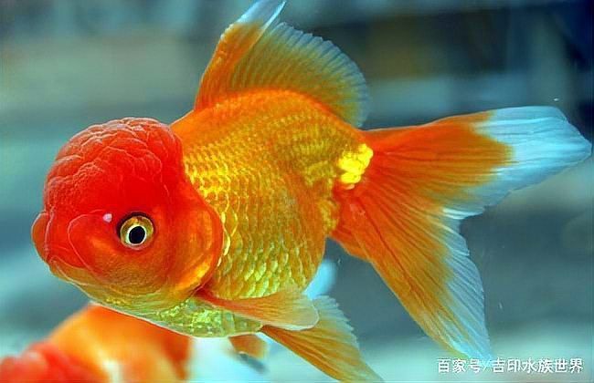 金魚所有品種