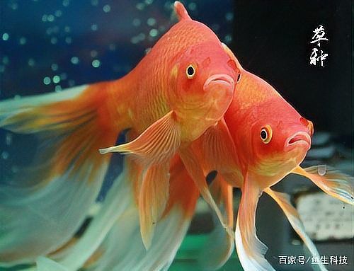 金魚所有品種