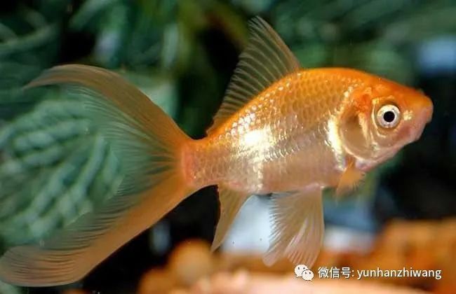 金魚所有品種