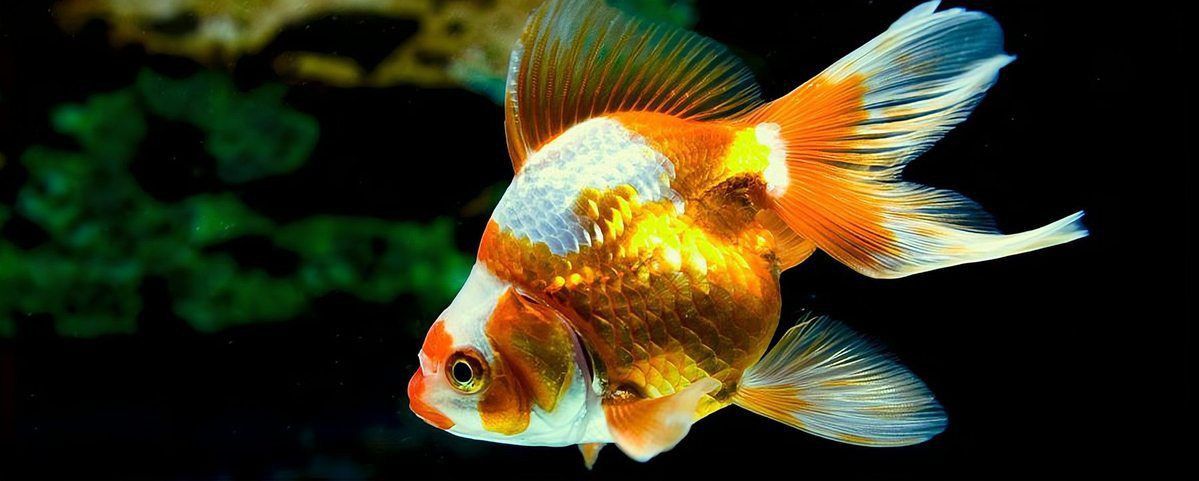 金魚所有品種