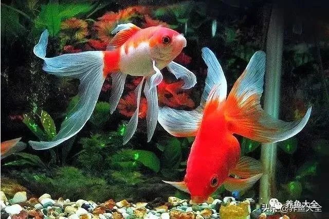 金魚所有品種