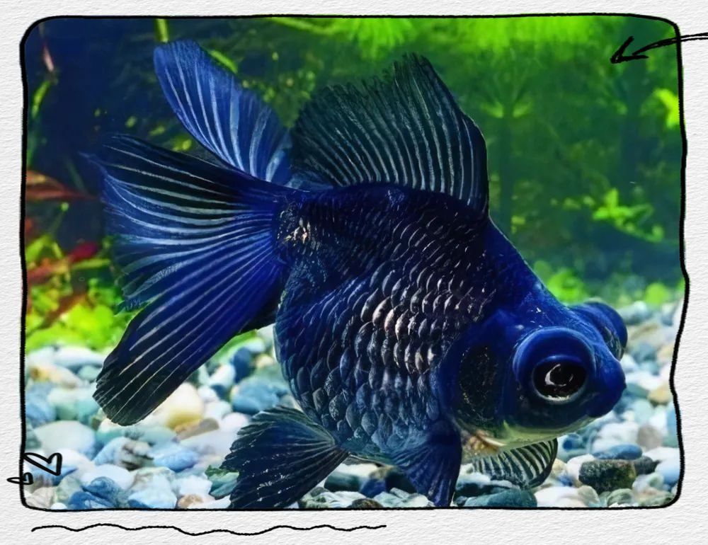 金魚所有品種
