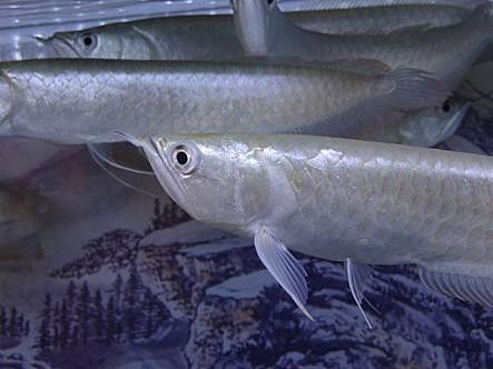 銀龍魚圖片大全大圖公母區別對比