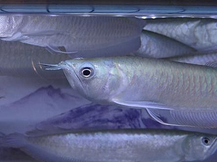 銀龍魚圖片大全大圖公母區別對比