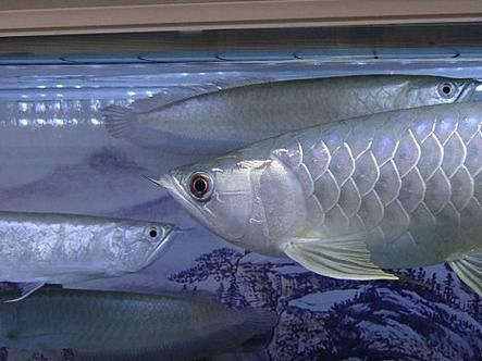 銀龍魚圖片大全大圖公母區別對比