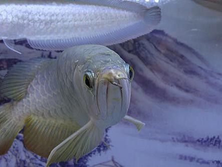 銀龍魚圖片大全大圖公母區別對比