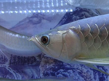 銀龍魚圖片大全大圖公母區別對比