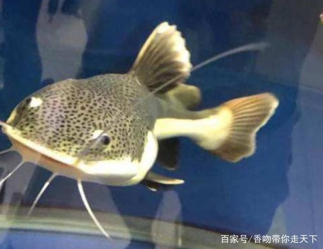 紅尾招財貓魚能和龍魚一起養么：紅尾招財貓魚能否與龍魚一起養，紅尾招財貓魚能否與龍魚一起養么