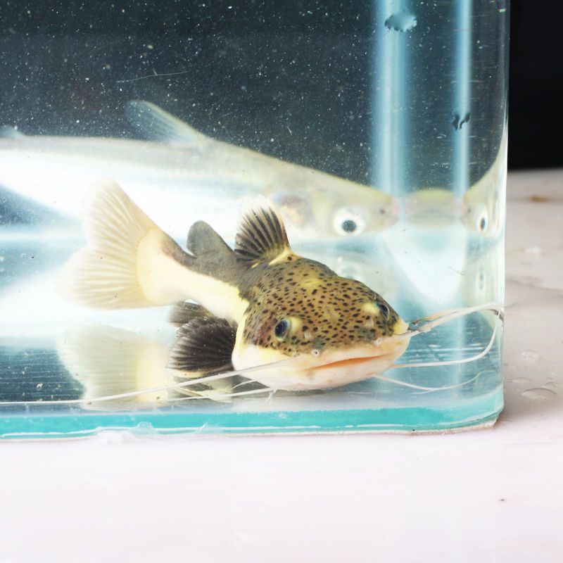紅尾招財貓魚能和龍魚一起養么：紅尾招財貓魚能否與龍魚一起養，紅尾招財貓魚能否與龍魚一起養么