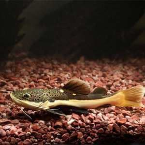 紅尾招財貓魚能和龍魚一起養么：紅尾招財貓魚能否與龍魚一起養，紅尾招財貓魚能否與龍魚一起養么