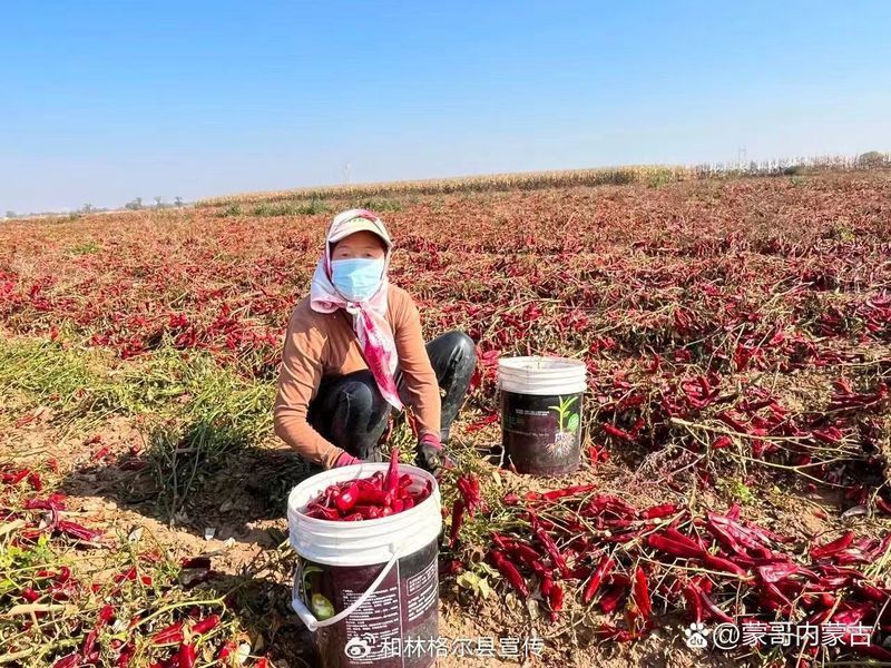 內蒙古鑫龍椒業是否涉及辣椒紅龍養殖？