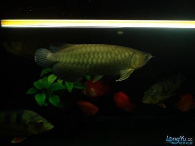 龍魚適合的水溫是多少：龍魚適合的水溫范圍