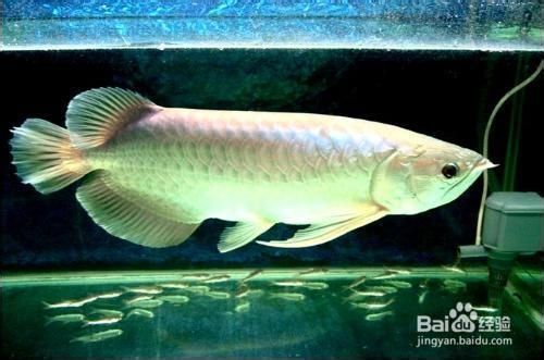 銀龍魚養殖技巧與注意事項：銀龍魚養殖技巧與注意事項摘要：銀龍魚養殖技巧與注意事項