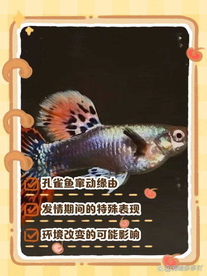 孔雀魚煩躁不安瘋游