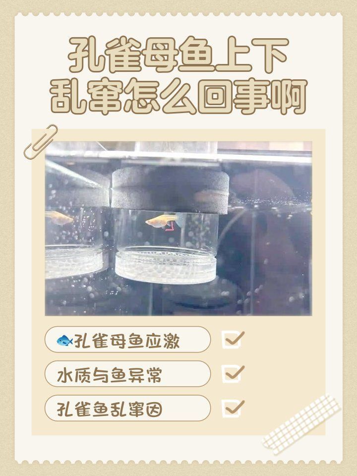 孔雀魚煩躁不安瘋游